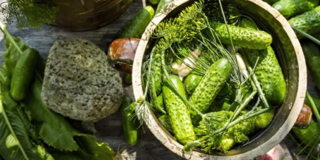 How to pickle cucumbers in a barrel or oak tub for the winter: grandmothers recipes, video