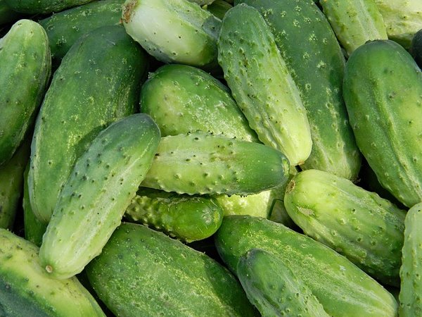 How to pickle cucumbers in a barrel or oak tub for the winter: grandmothers recipes, video