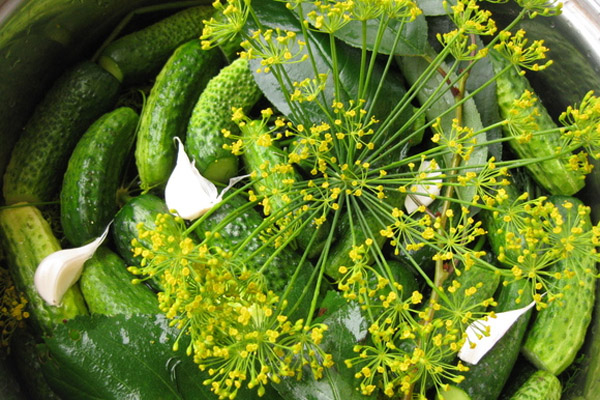 How to pickle cucumbers in a barrel or oak tub for the winter: grandmothers recipes, video