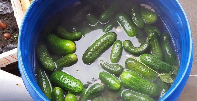 How to pickle cucumbers in a barrel or oak tub for the winter: grandmothers recipes, video