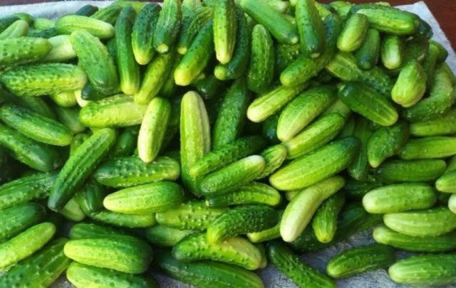 How to pickle cucumbers in a barrel or oak tub for the winter: grandmothers recipes, video