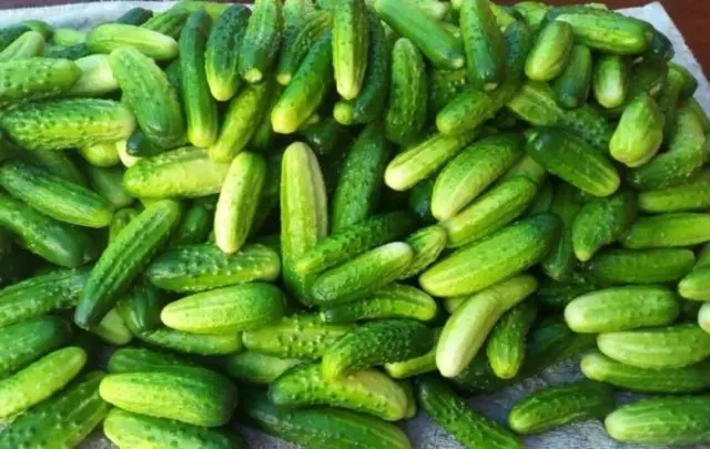 How to pickle cucumbers in a barrel or oak tub for the winter: grandmothers recipes, video