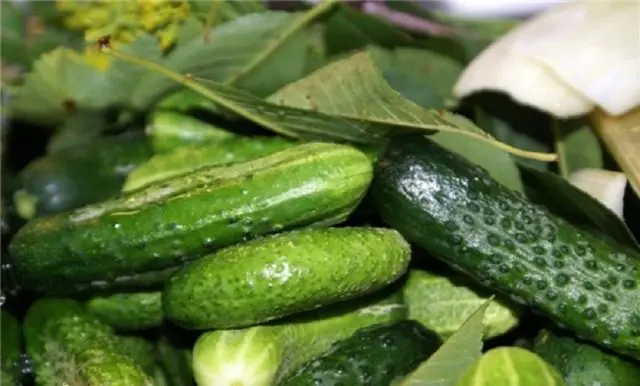 How to pickle cucumbers in a barrel or oak tub for the winter: grandmothers recipes, video