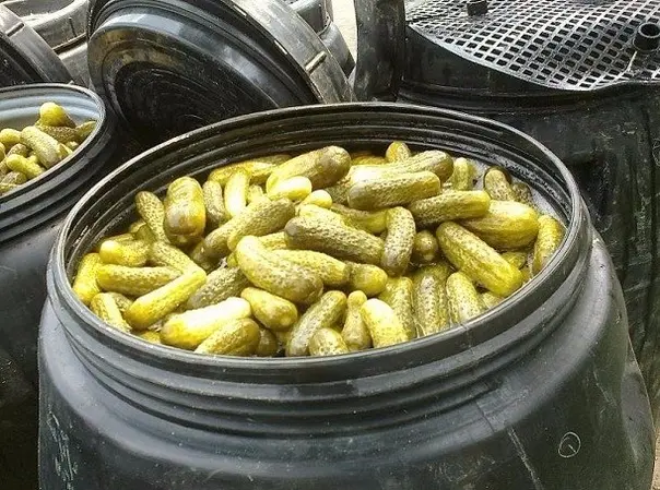 How to pickle cucumbers in a barrel or oak tub for the winter: grandmothers recipes, video