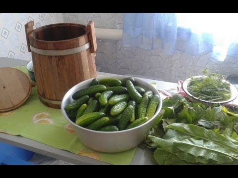 How to pickle cucumbers in a barrel or oak tub for the winter: grandmothers recipes, video