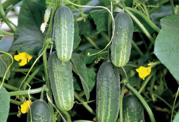 How to pickle cucumbers in a barrel or oak tub for the winter: grandmothers recipes, video