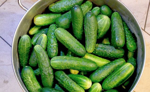 How to pickle cucumbers in a barrel or oak tub for the winter: grandmothers recipes, video