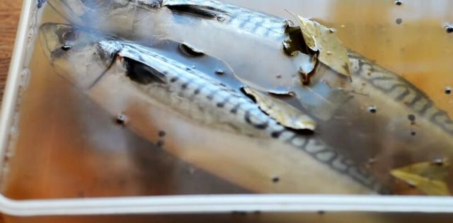 How to pickle mackerel for cold smoking with wet and dry salting