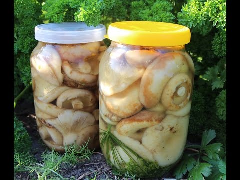 How to pickle milk mushrooms: a recipe with photos of pickled mushrooms and video