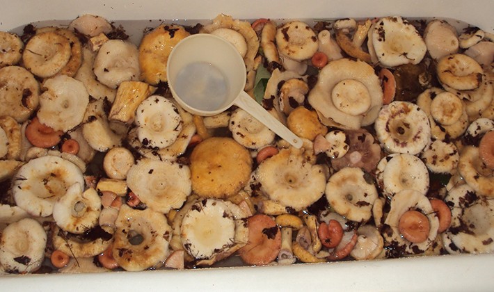 How to pickle milk mushrooms: a recipe with photos of pickled mushrooms and video