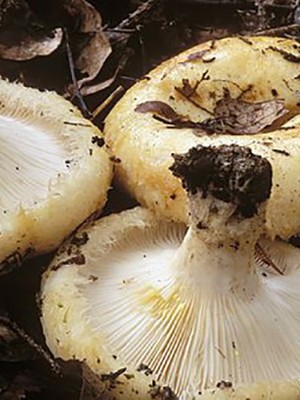 How to pickle milk mushrooms: a recipe with photos of pickled mushrooms and video