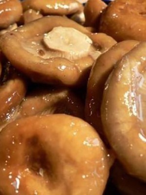 How to pickle milk mushrooms: a recipe with photos of pickled mushrooms and video