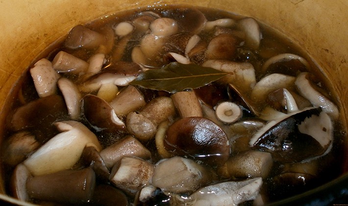 How to pickle milk mushrooms: a recipe with photos of pickled mushrooms and video