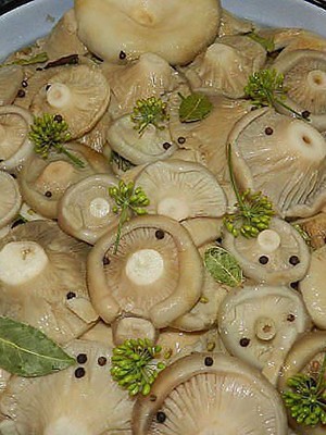 How to pickle milk mushrooms: a recipe with photos of pickled mushrooms and video