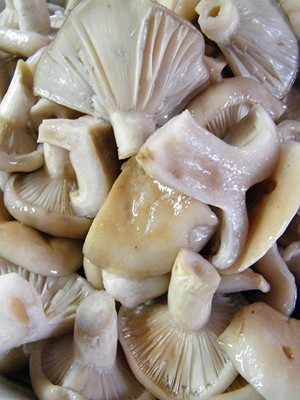 How to pickle milk mushrooms: a recipe with photos of pickled mushrooms and video