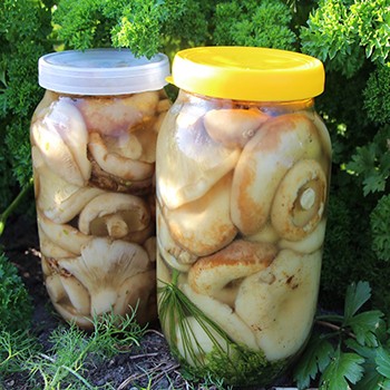 How to pickle milk mushrooms: a recipe with photos of pickled mushrooms and video