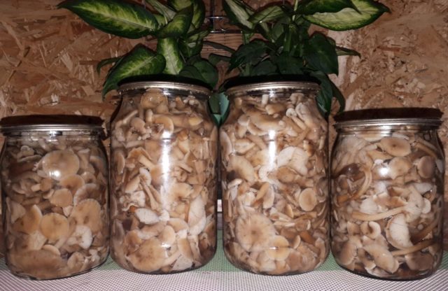 How to pickle milk mushrooms for the winter at home: delicious, quick and easy recipes