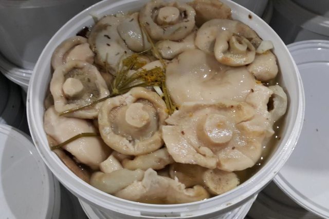 How to pickle milk mushrooms for the winter at home: delicious, quick and easy recipes