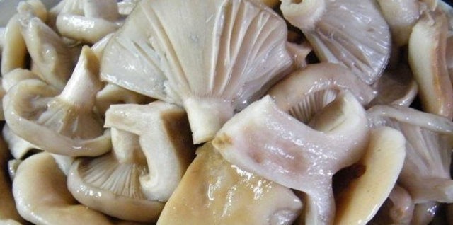 How to pickle milk mushrooms for the winter at home: delicious, quick and easy recipes