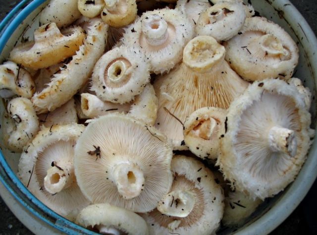 How to pickle milk mushrooms in a hot way: delicious pickling and canning recipes