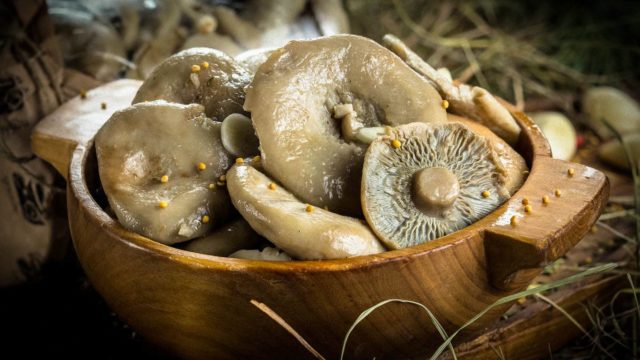 How to pickle milk mushrooms in a hot way: delicious pickling and canning recipes