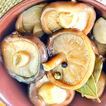 How to pickle milk mushrooms in a hot way: delicious pickling and canning recipes