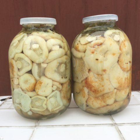 How to pickle milk mushrooms in a hot way: delicious pickling and canning recipes