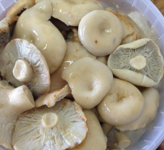 How to pickle milk mushrooms: pickled, crispy, the best cooking recipes with photos