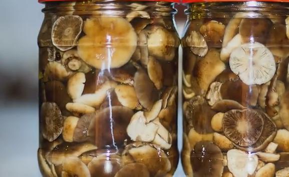 How to pickle mushrooms