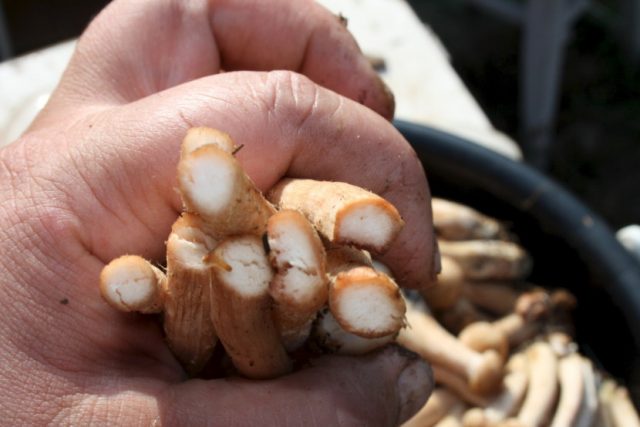 How to pickle mushrooms