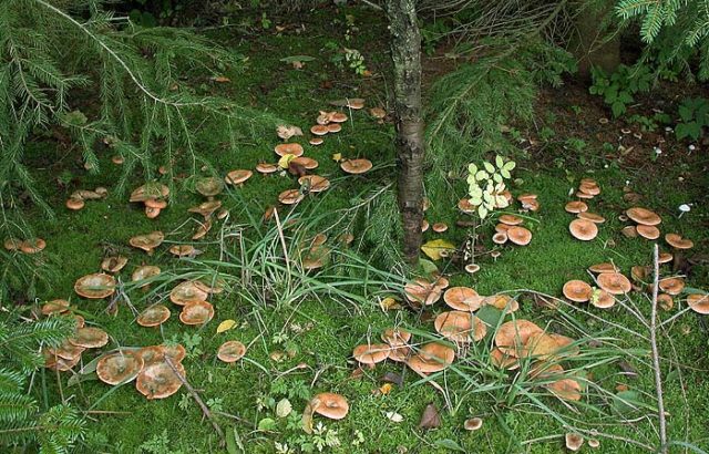 How to pickle mushrooms and volnushki for the winter in a cold and hot way