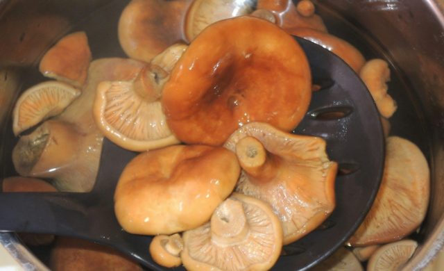 How to pickle mushrooms: delicious cooking recipes