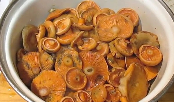 How to pickle mushrooms: step-by-step recipes for pickling mushrooms, milk mushrooms, mushrooms, porcini mushrooms in a hot and cold way for the winter