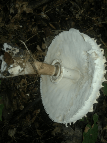 How to pickle mushrooms umbrellas: recipes and shelf life