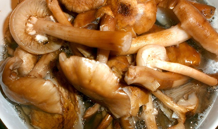 How to pickle mushrooms with garlic: cooking recipes