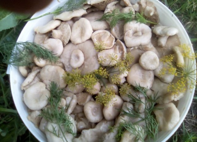 How to pickle mushrooms with garlic: salting recipes for the winter