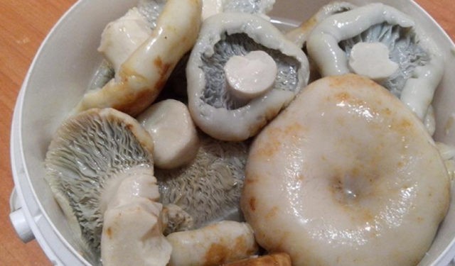 How to pickle mushrooms with garlic: salting recipes for the winter