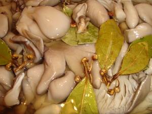 How to pickle oyster mushrooms quickly and tasty 