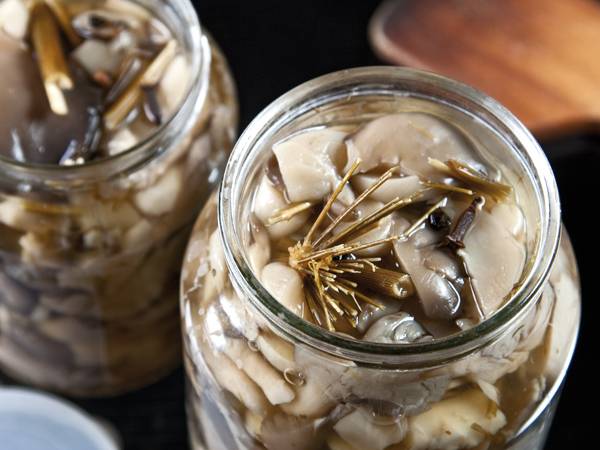 How to pickle oyster mushrooms quickly and tasty 