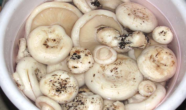 How to pickle porcini mushrooms without sterilization