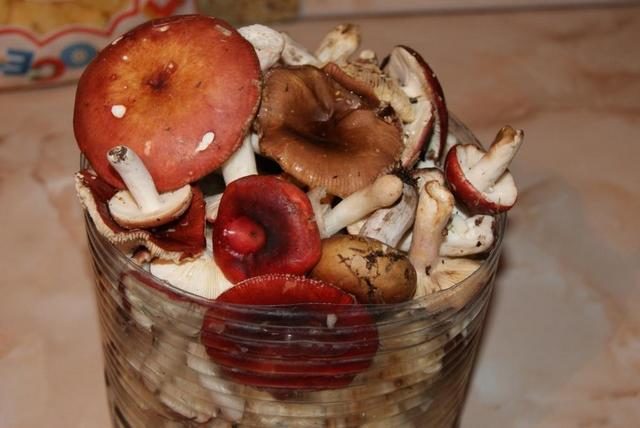 How to pickle russula at home