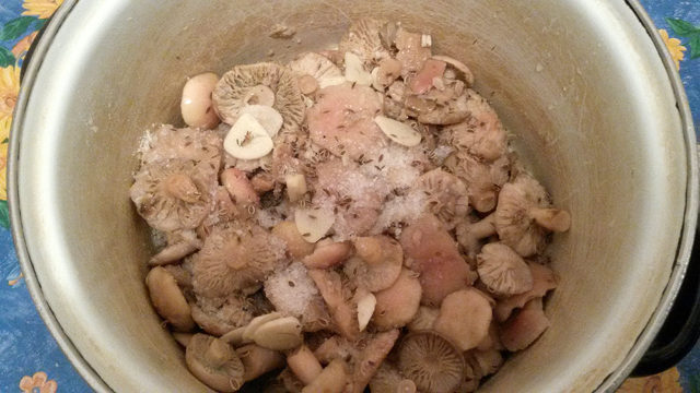 How to pickle russula at home