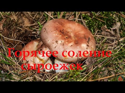 How to pickle russula at home