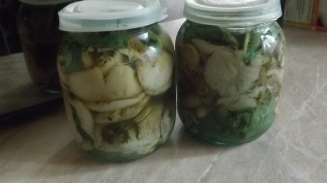 How to pickle russula at home