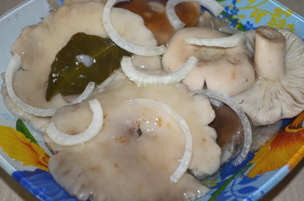 How to pickle russula at home