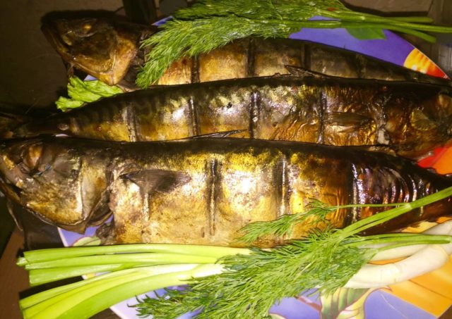 How to pickle (salt) mackerel for hot smoking