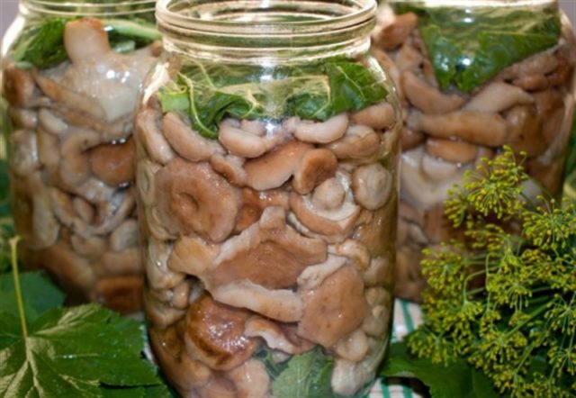 How to pickle volnushki for the winter in a cold way at home