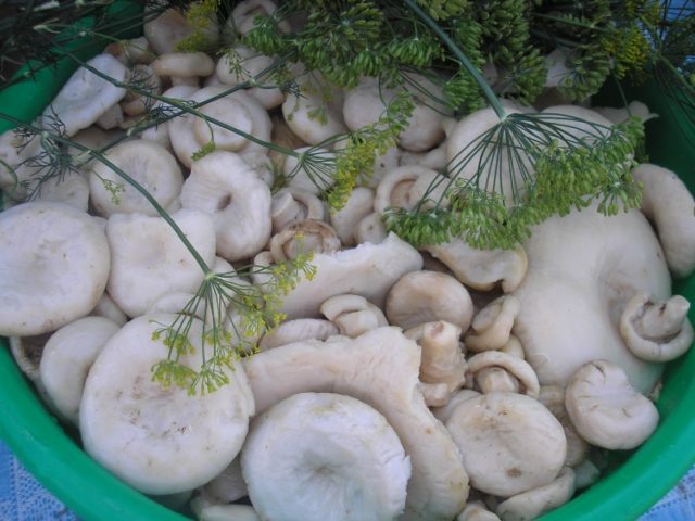 How to pickle white milk mushrooms for the winter at home: recipes with photos