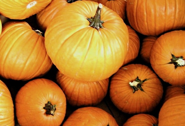 How to pinch a pumpkin: technology and benefits