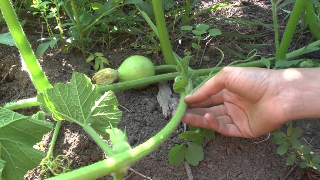 How to pinch a pumpkin: technology and benefits